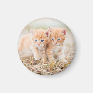 Kitten, rot, zwei magnet