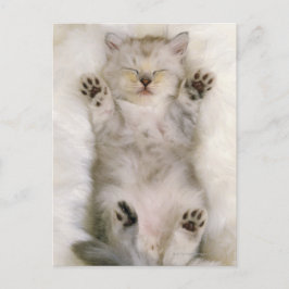 Kitten Schlafen auf einem weißen Teppichboden, hoc Postkarte