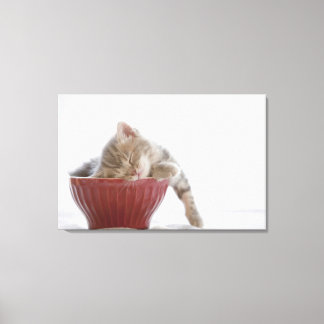 Kitten Schlafen in Bowl Leinwanddruck