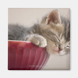 Kitten Schlafen in Bowl Magnet