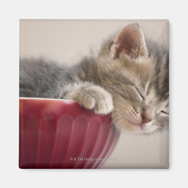 Kitten Schlafen in Bowl Magnet (Vorne)