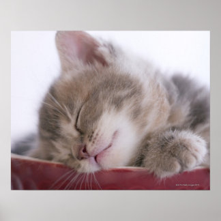 Kitten Schlafen in Schüssel 2 Poster