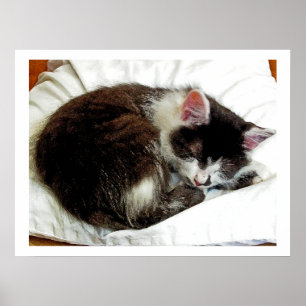 Kitten schläft auf weißem Komfort Poster