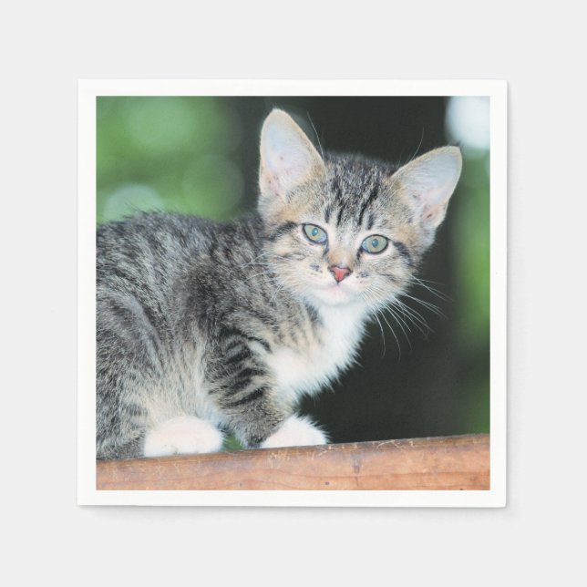 Kitten Serviette (Vorderseite)