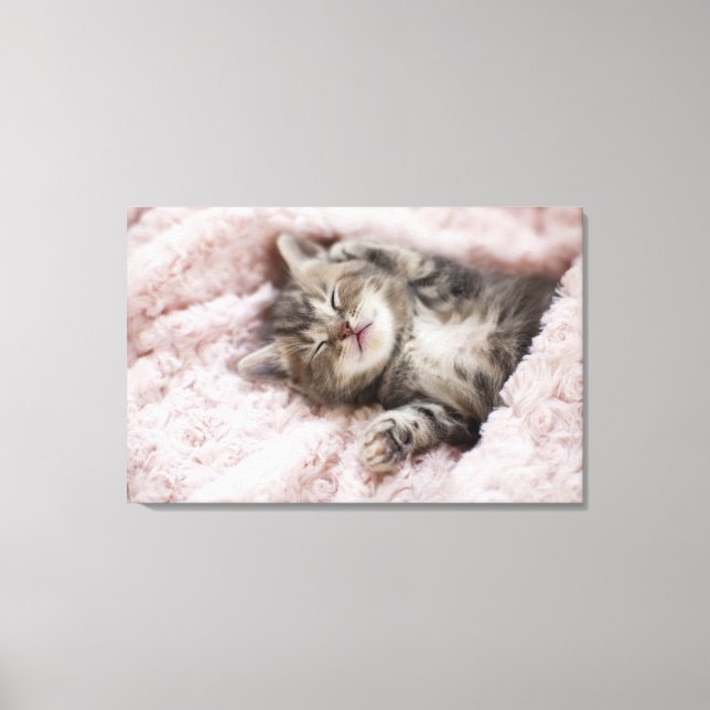 Kitten Sleeping on Towel Leinwanddruck (Vorderseite)