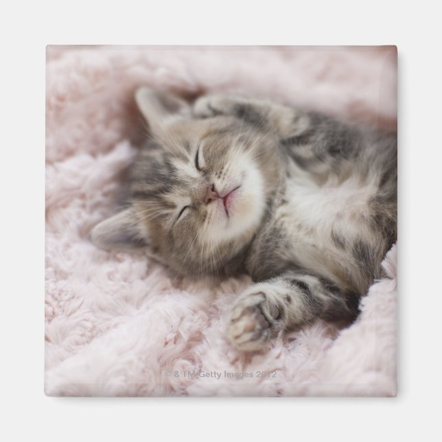 Kitten Sleeping on Towel Magnet (Vorne)