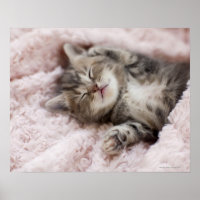 Kitten Sleeping on Towel