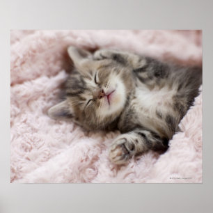 Kitten Sleeping on Towel Poster