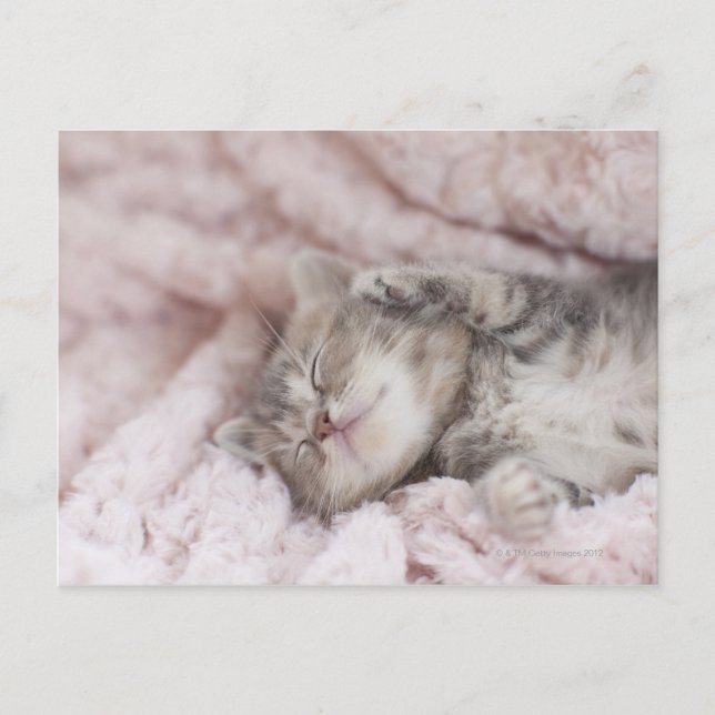 Kitten Sleeping on Towel Postkarte (Vorderseite)