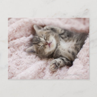 Kitten Sleeping on Towel Postkarte