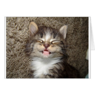 Kitten Smile