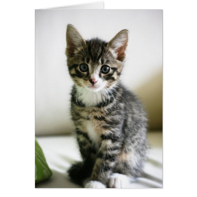 Kitten Stare (Vorne)