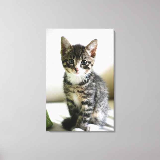 Kitten Stare Leinwanddruck (Vorderseite)