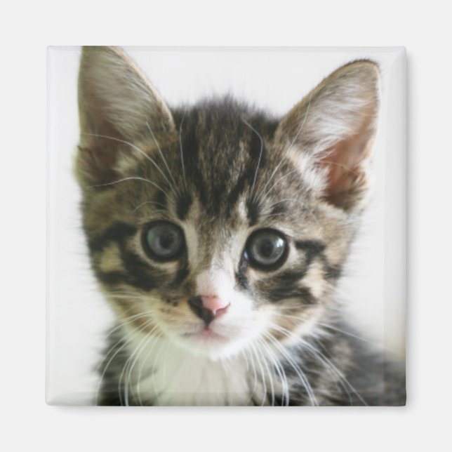 Kitten Stare Magnet (Vorne)