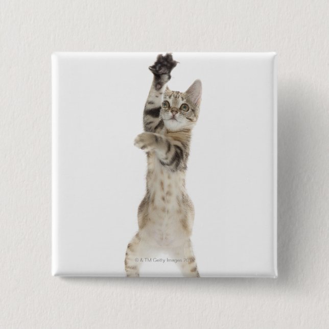 Kitten stehend auf Hinterpfeffern Button (Vorderseite)