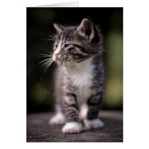 Kitten Stehend Tall