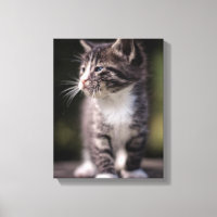 Kitten Stehend Tall