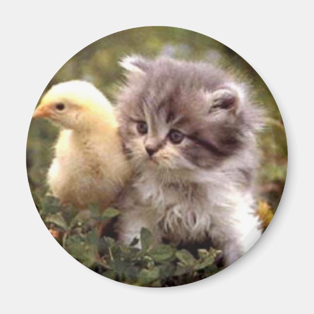 Kitten und Baby Chick Magnet (Vorne)
