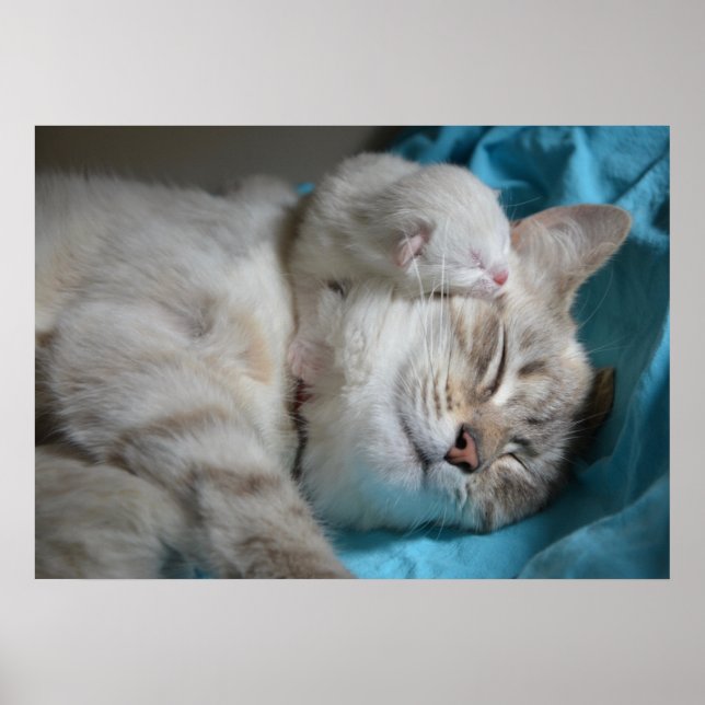 Kitten und Mama Poster (Vorne)