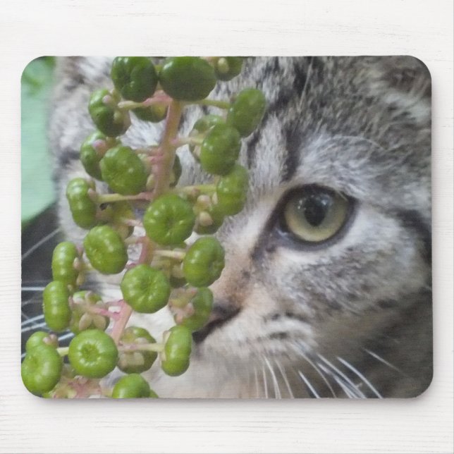 Kitten verbergen mousepad (Vorne)