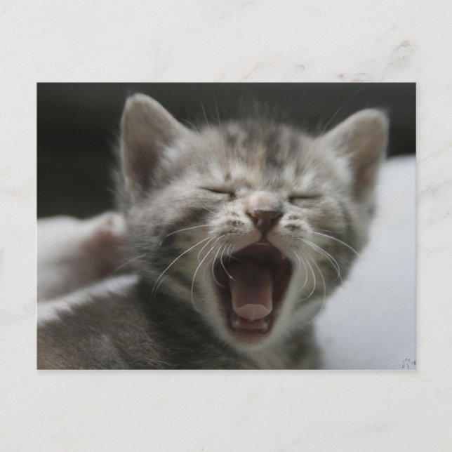 Kitten Yawning Postcard Postkarte (Vorderseite)