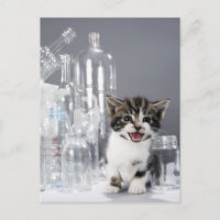 Kitten zwischen gerecycelt Flaschen und Gläsern