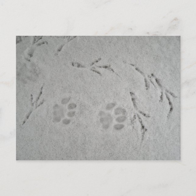 Kittenpflaster und Vogelspuren im Schnee - Postkar Postkarte (Vorderseite)