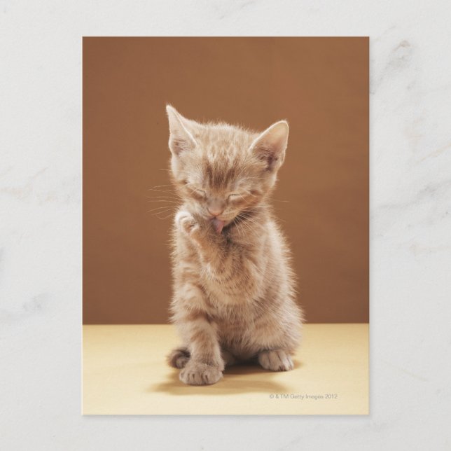 Kittenpflege Postkarte (Vorderseite)
