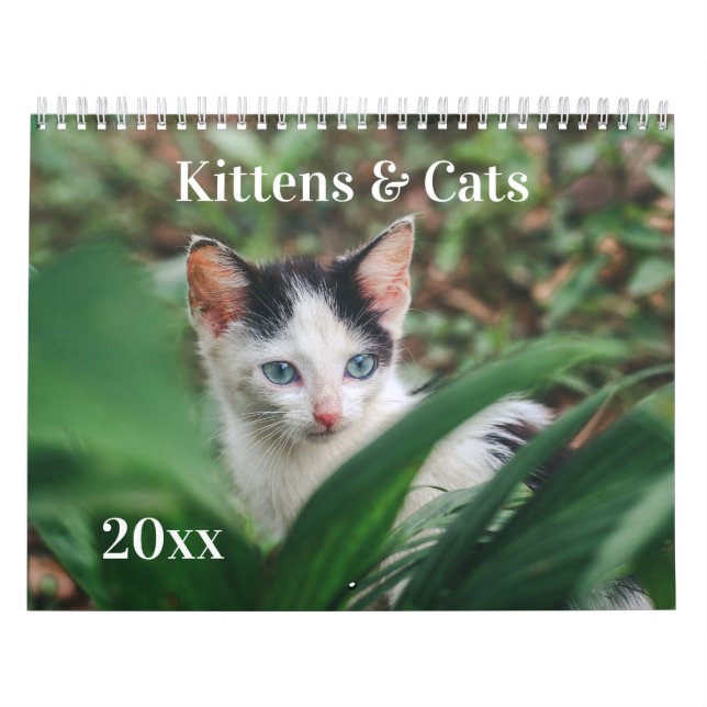 Kittens & Cats Kalender (Titelbild)