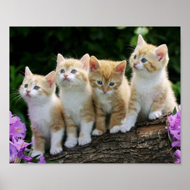 Kittens Poster (Vorne)