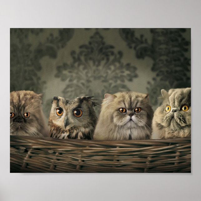 Kittens Poster (Vorne)