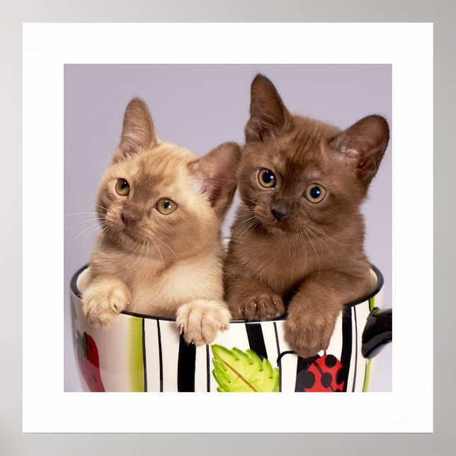 Kittens Poster (Vorne)