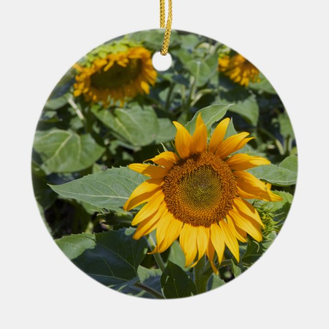 Kittitas County, Sunflower Field Keramikornament (Vorne)