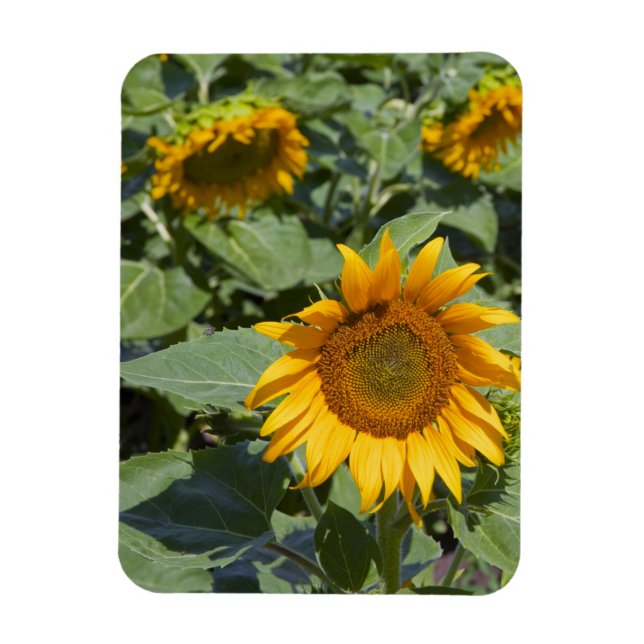 Kittitas County, Sunflower Field Magnet (Vertikal)