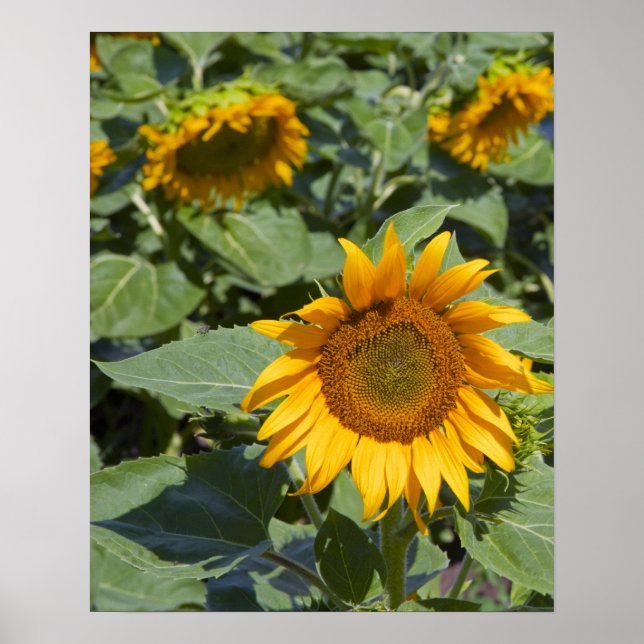 Kittitas County, Sunflower Field Poster (Vorne)