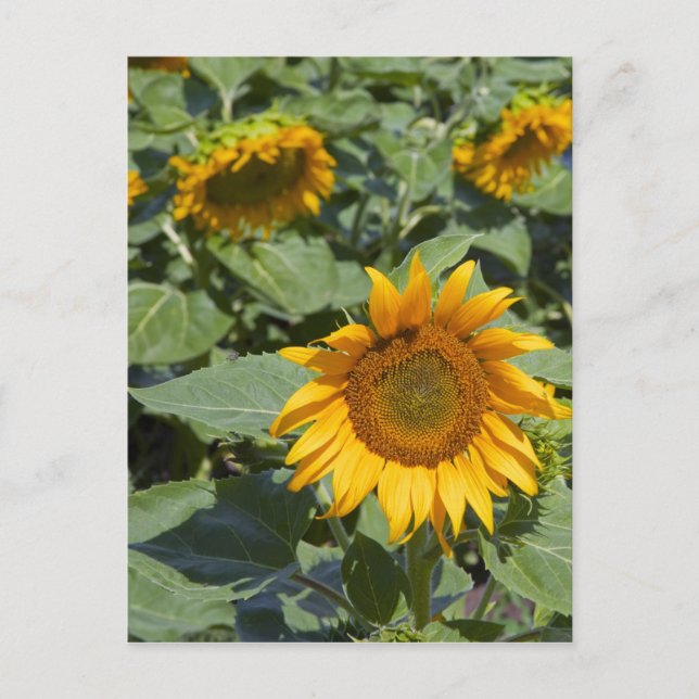 Kittitas County, Sunflower Field Postkarte (Vorderseite)