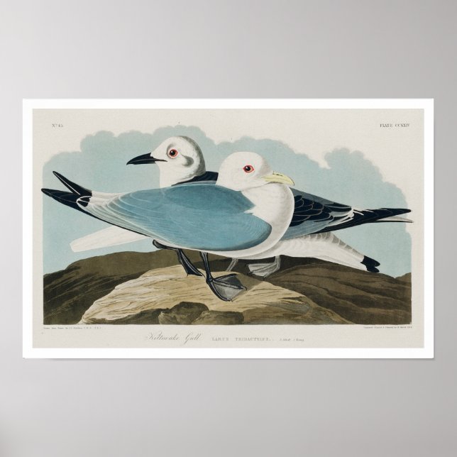Kittiwake Gull von Audubon Poster (Vorne)