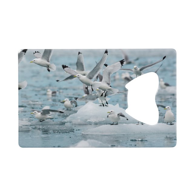 Kittiwakes Flying Geldkarten Flaschenöffner (Rückseite Horizontal)
