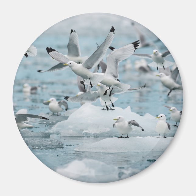 Kittiwakes Flying Magnet (Vorne)