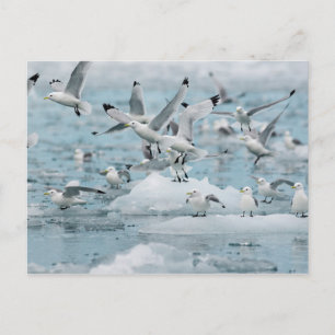 Kittiwakes Flying Postkarte
