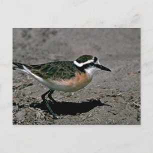 Kittlitz-Liebhaber Postkarte