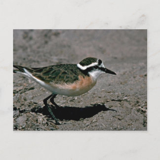 Kittlitz-Liebhaber Postkarte