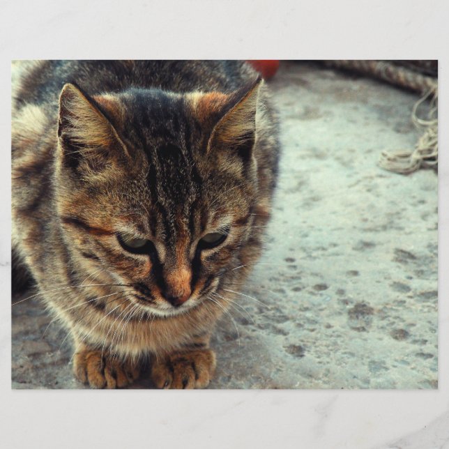 Kitty (Vorderseite)