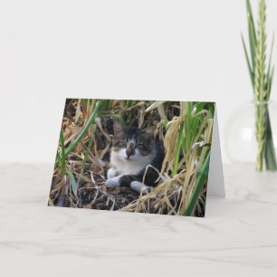 Kitty Birthday wünschcard Karte