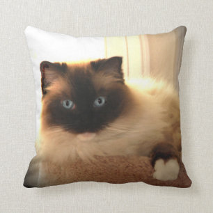 Kitty Cat Cats Ragdoll Ragdolls Blue Eyes Pillow Kissen