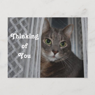 Kitty Cat Denken Sie an Sie Postkarte