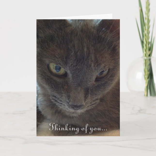 Kitty Cat Get Well Grußkarte Karte (Vorderseite)