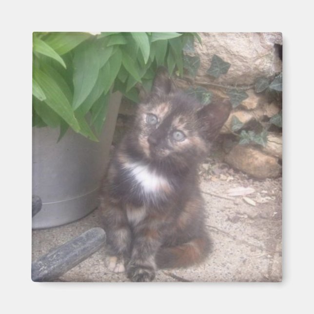 Kitty Cat Kühlschrankmagnet Magnet (Vorne)