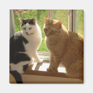 Kitty Cat Liebe Magnet