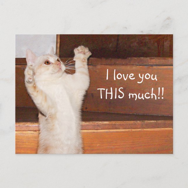 Kitty Cat Liebe Postkarte (Vorderseite)